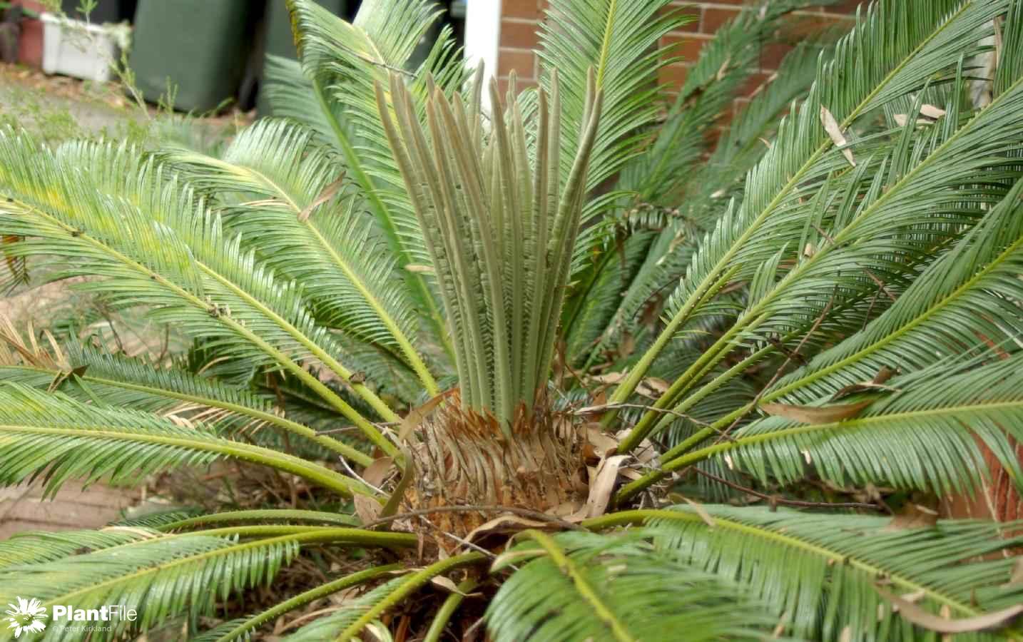 Opinion you naked axil cycads Naked axil cycads sorry